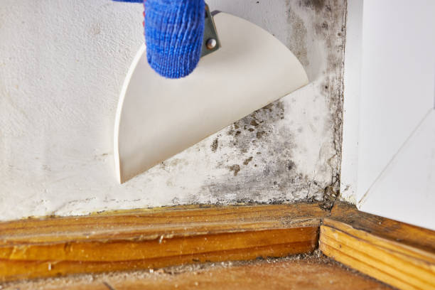 Best Emergency Mold Remediation  in Fruita, CO